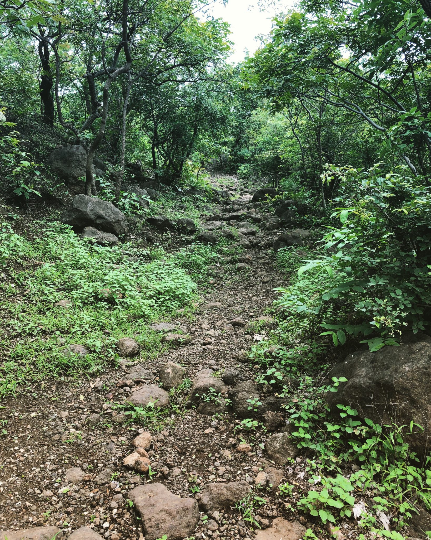 A trail in Anantagiri Hills